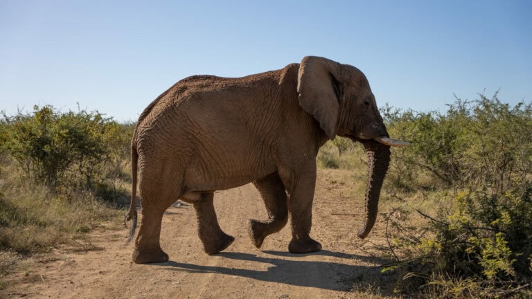 Madikwe Wildlife