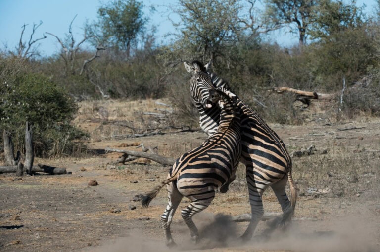 Madikwe Wildlife