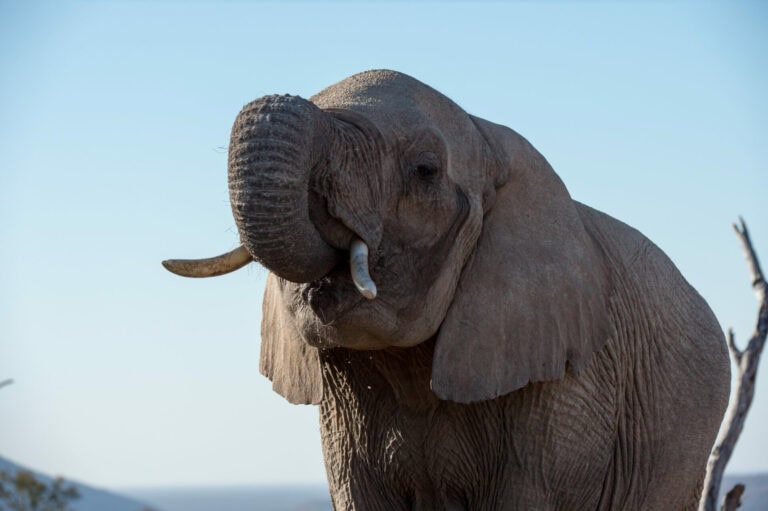 Madikwe Wildlife