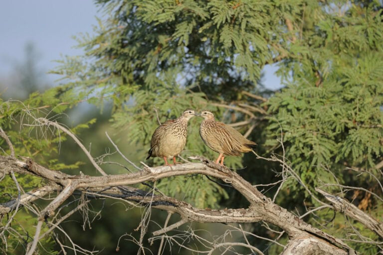 Madikwe Wildlife