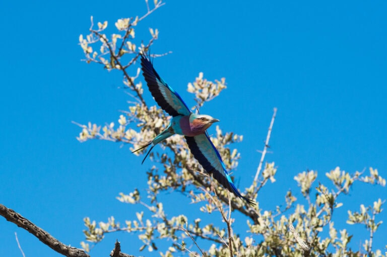 Madikwe Wildlife