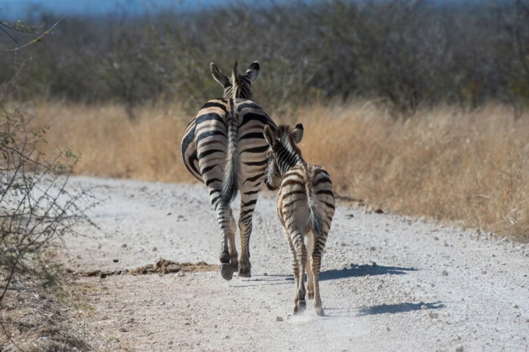 Madikwe Wildlife