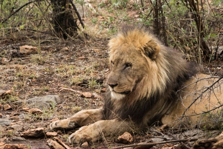 Madikwe Wildlife