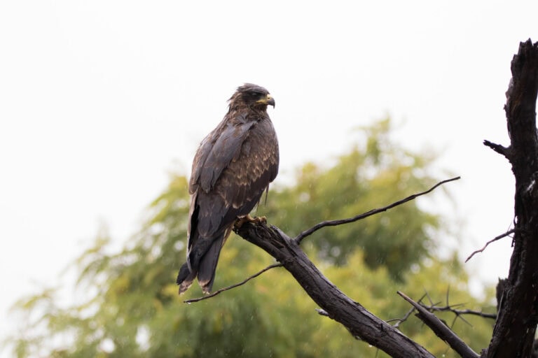 Madikwe Wildlife