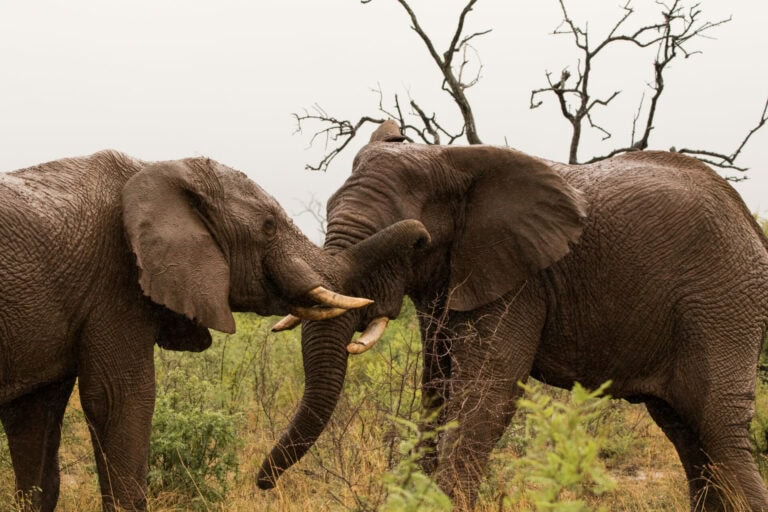 Madikwe Wildlife