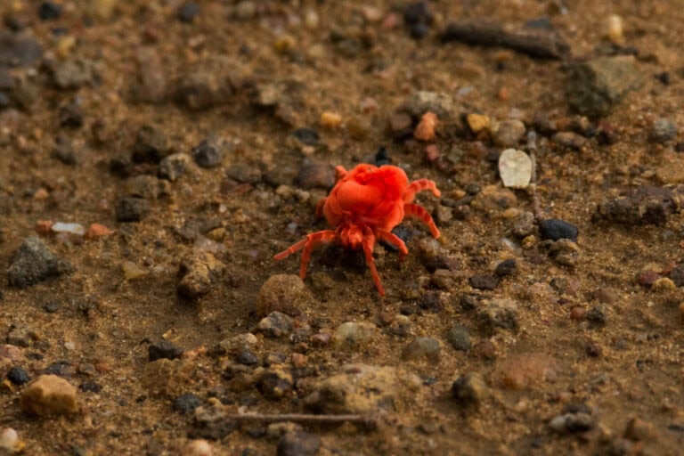 Madikwe Wildlife