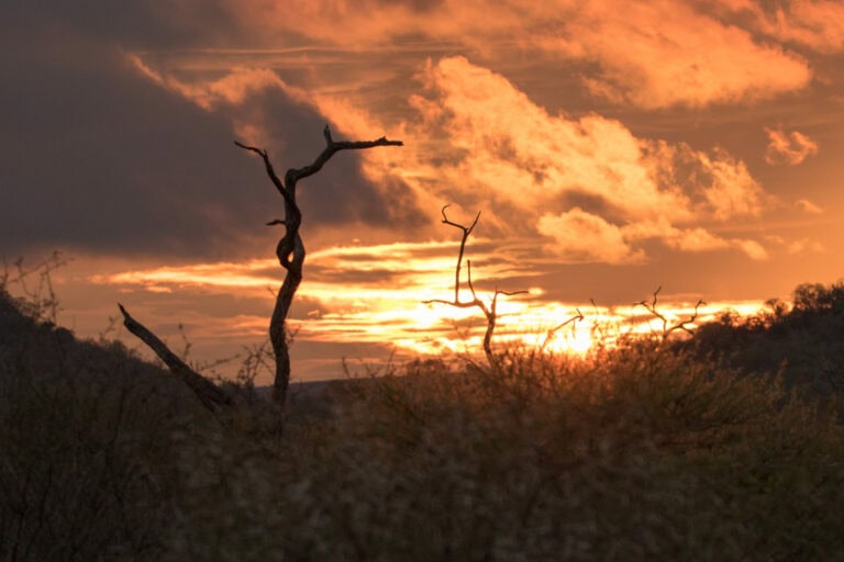 Madikwe Wildlife