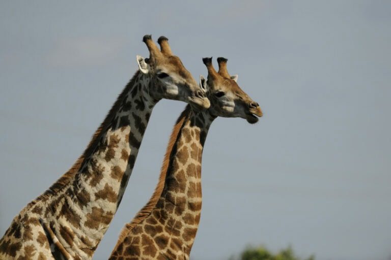 Madikwe Wildlife