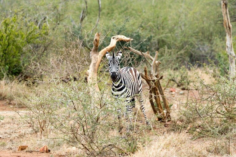 Madikwe Wildlife