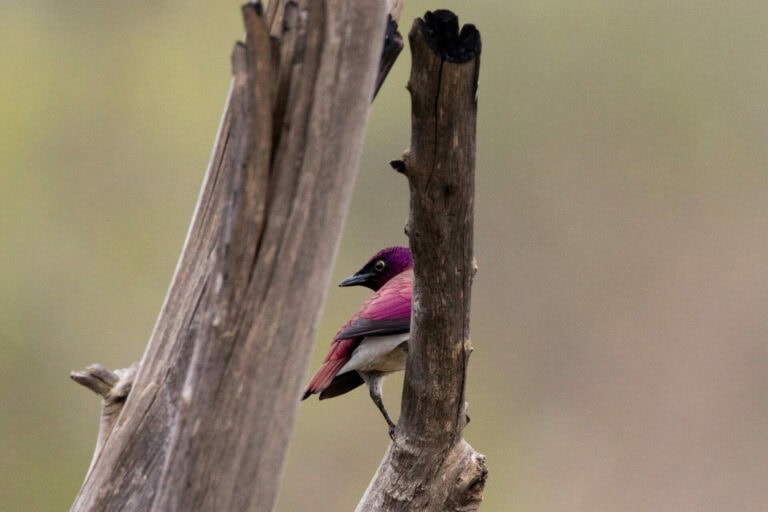 Madikwe Wildlife
