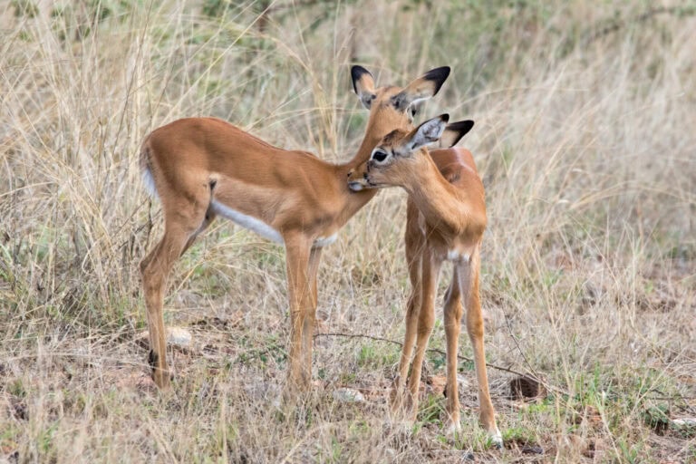 Madikwe Wildlife