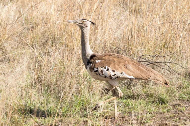 Madikwe Wildlife