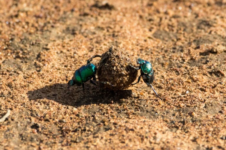 Madikwe Wildlife