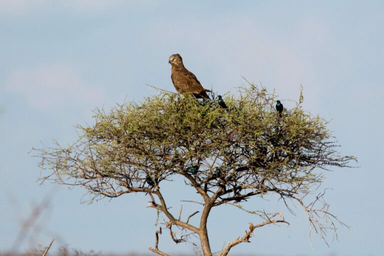 Madikwe Wildlife