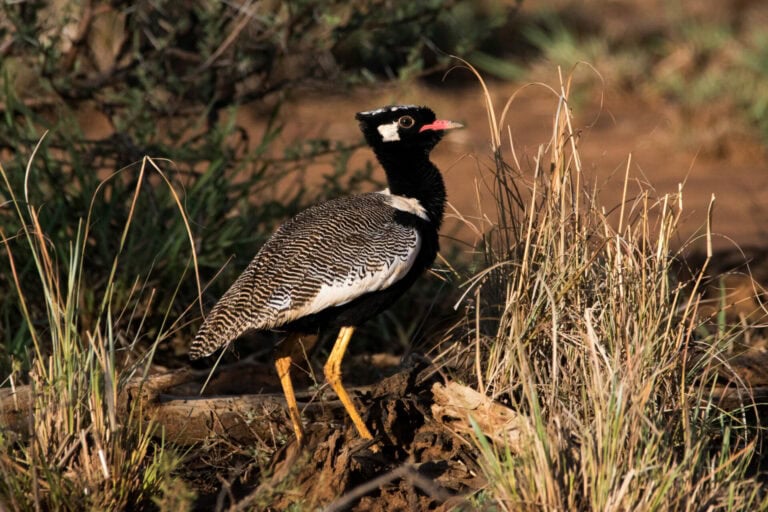 Madikwe Wildlife