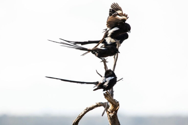 Madikwe Wildlife
