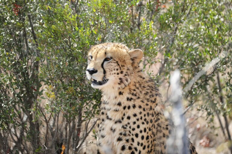 Madikwe Wildlife
