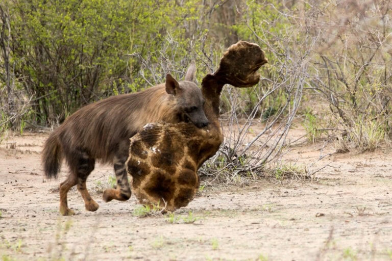 Madikwe Wildlife