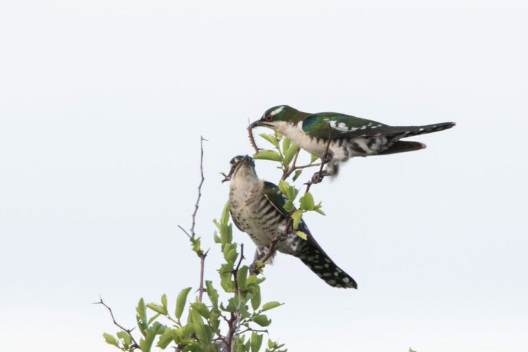 Madikwe Wildlife