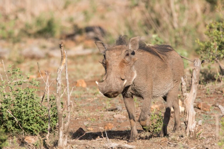 Madikwe Wildlife