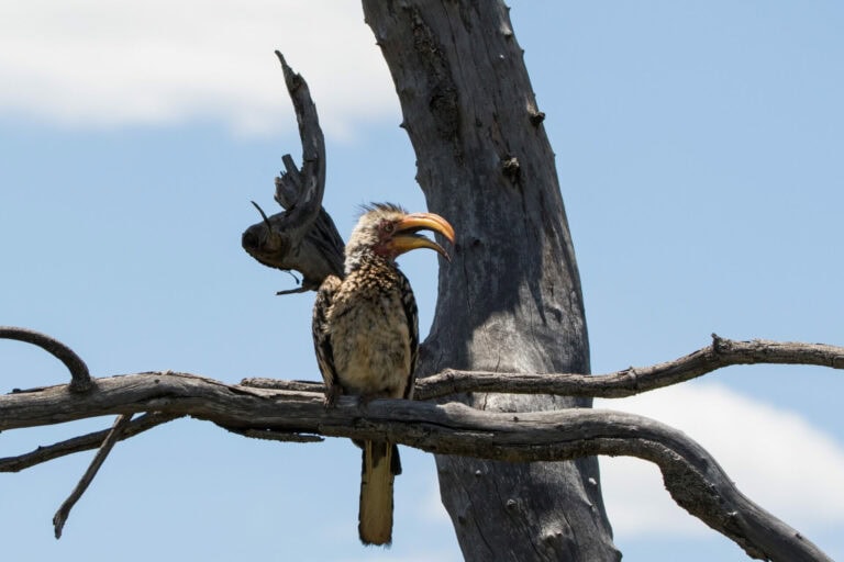 Madikwe Wildlife