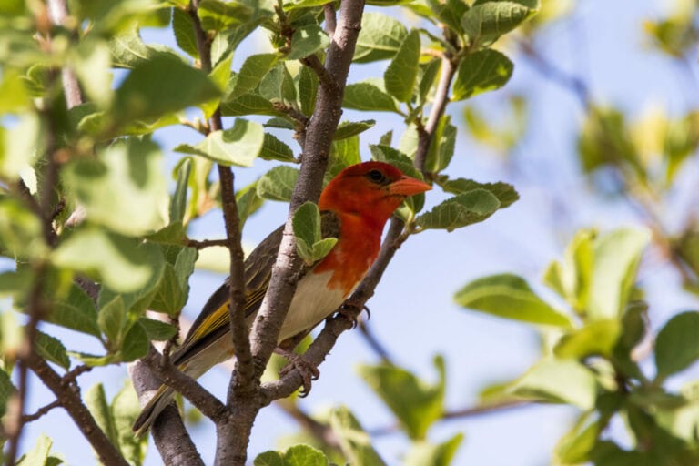 Madikwe Wildlife