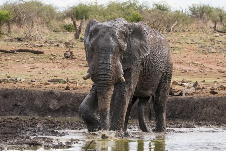 Madikwe Wildlife