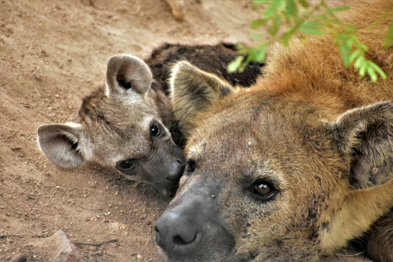Crocuta Crocuta – Spotted Hyena