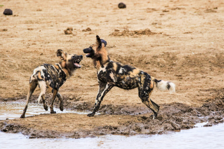 Wilddogs