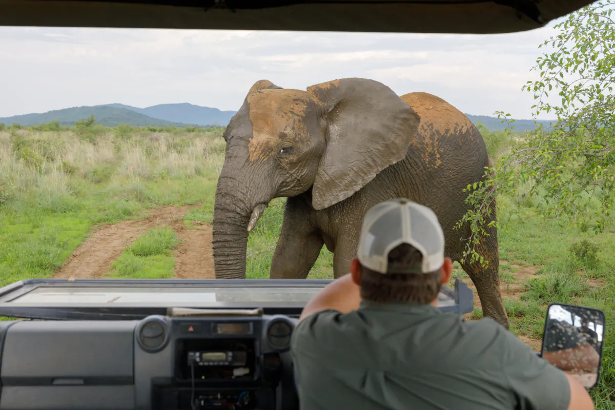 Madikwe The Most Amazing Game Reserve You Ve Never Heard Of Rockfig   Id5372098 1H9A1699 1200x800 .webp