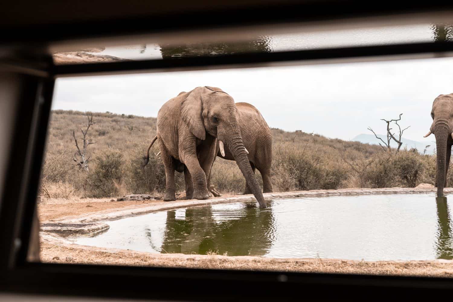 Elephant at hide RockFig