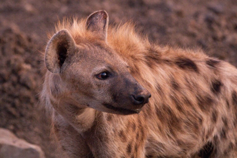 The Mystery of the Madikwe Contact Call | A Chance Encounter