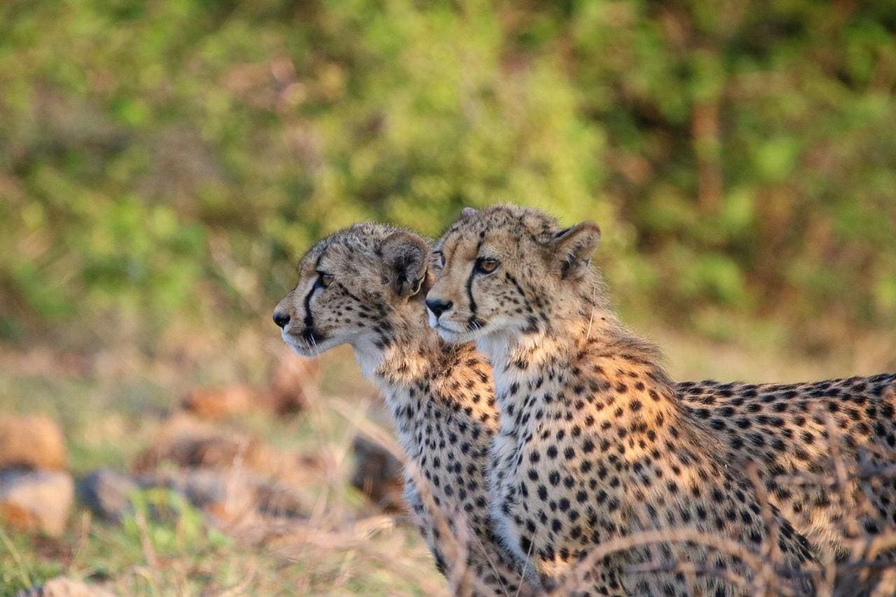 Cheetah Cubs 1