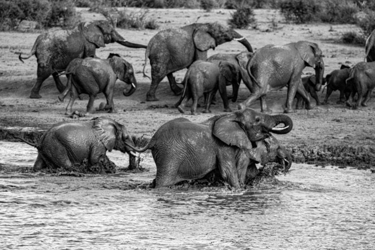 The Wild Side of Family