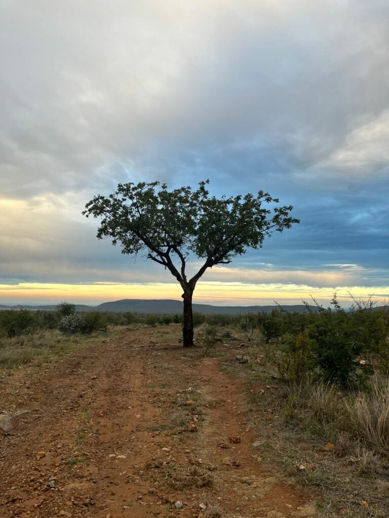 Madikwe’s Marvels: Survival Secrets to Bushveld Plants