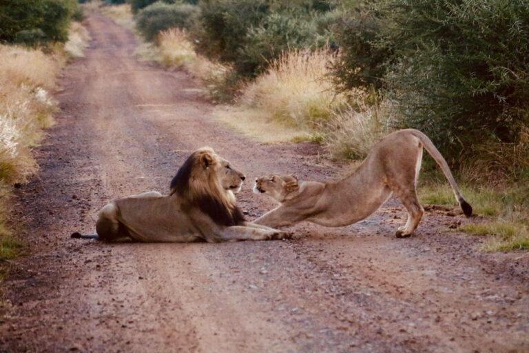 Romance in the Wild