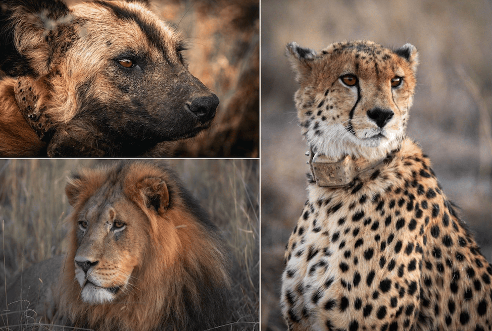 Conservation at Our Core: A Legacy Forged in Every Footprint 1 Screenshot 2025 03 26 at 12.32.27