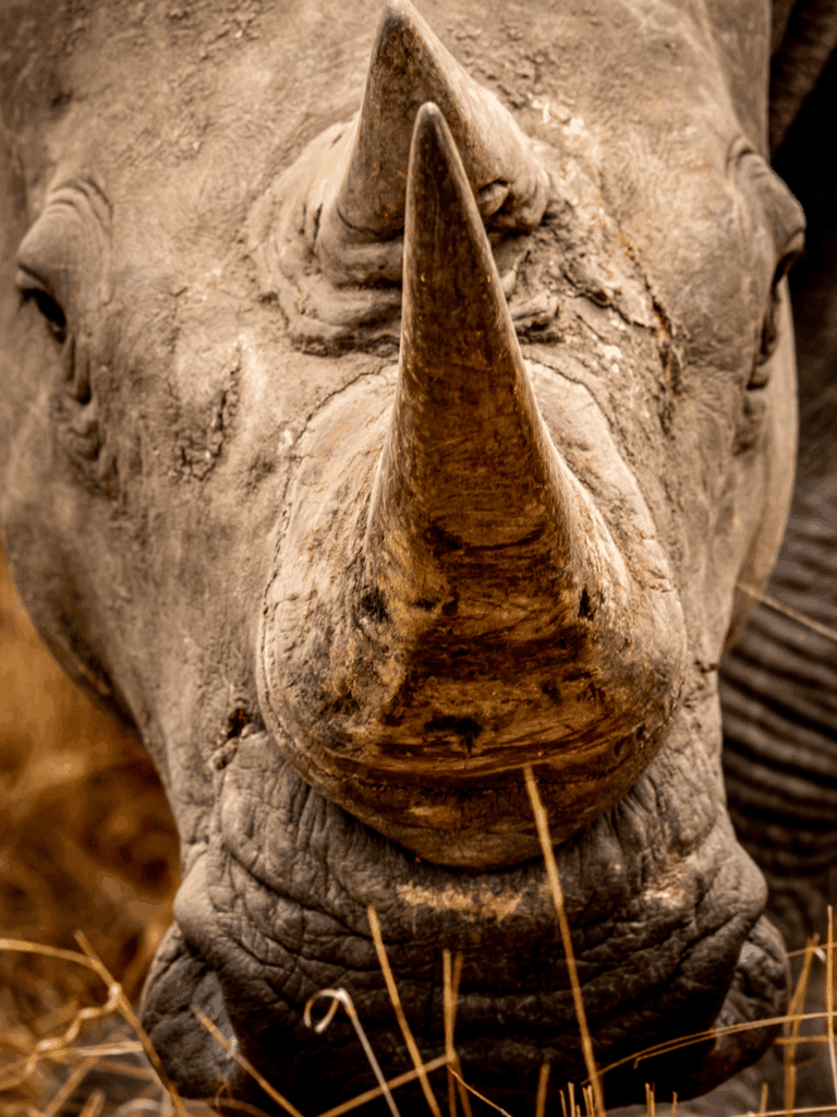 World Rhino Day: A Commitment to Conservation