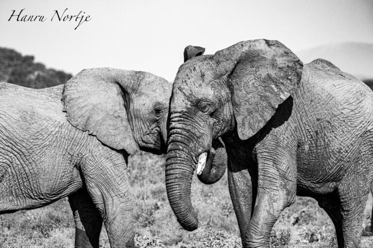 Why Choose Madikwe Game Reserve? South Africa’s Safari Gem
