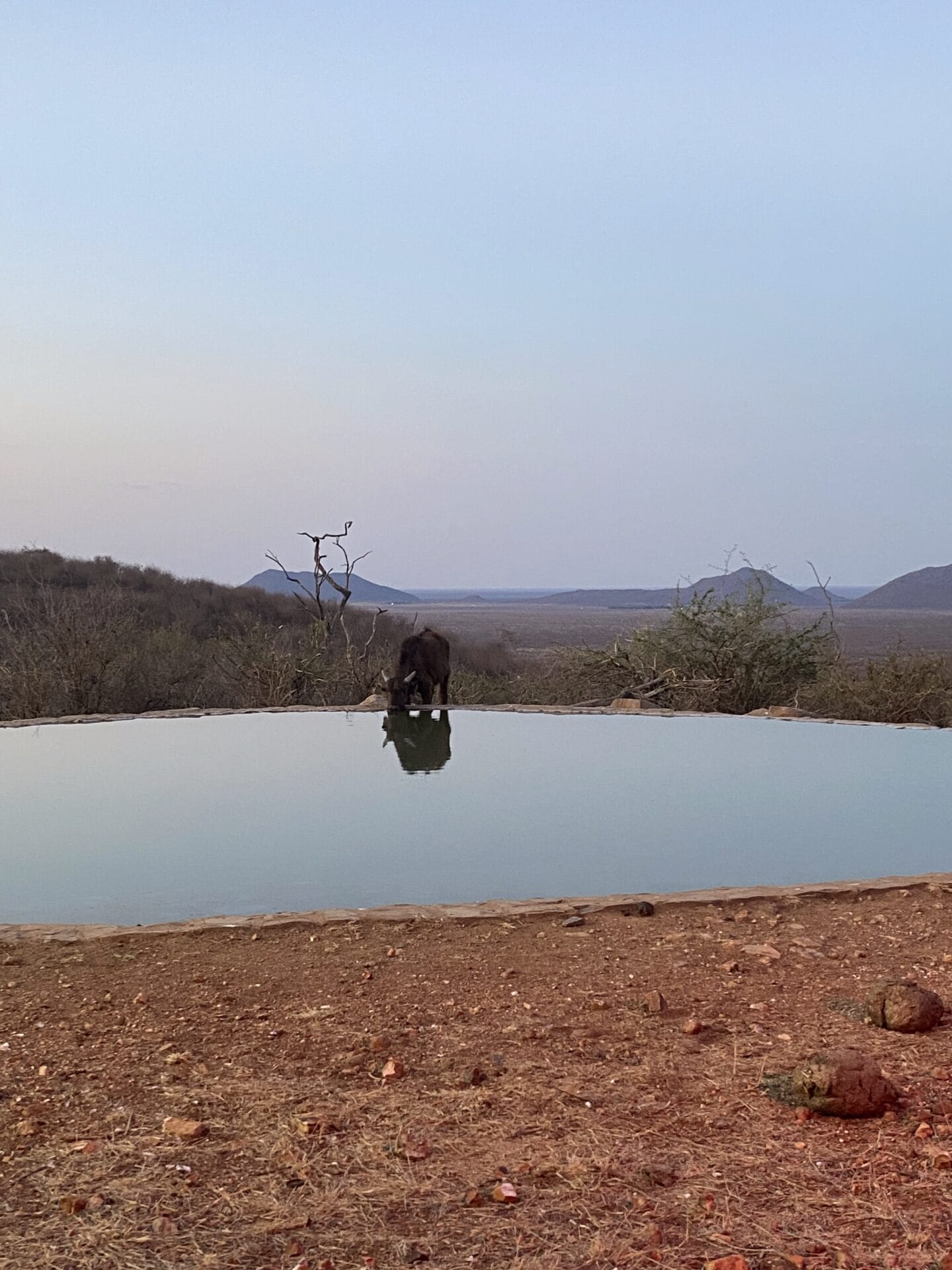 An Insider's Guide to Rockfig Madikwe 1 IMG 4354