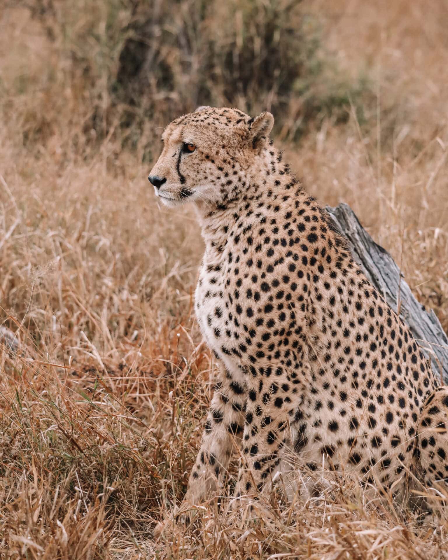 Meet Madikwe’s Winter Stars: Wildlife to Look Out For This June 4 IMG 7434 2