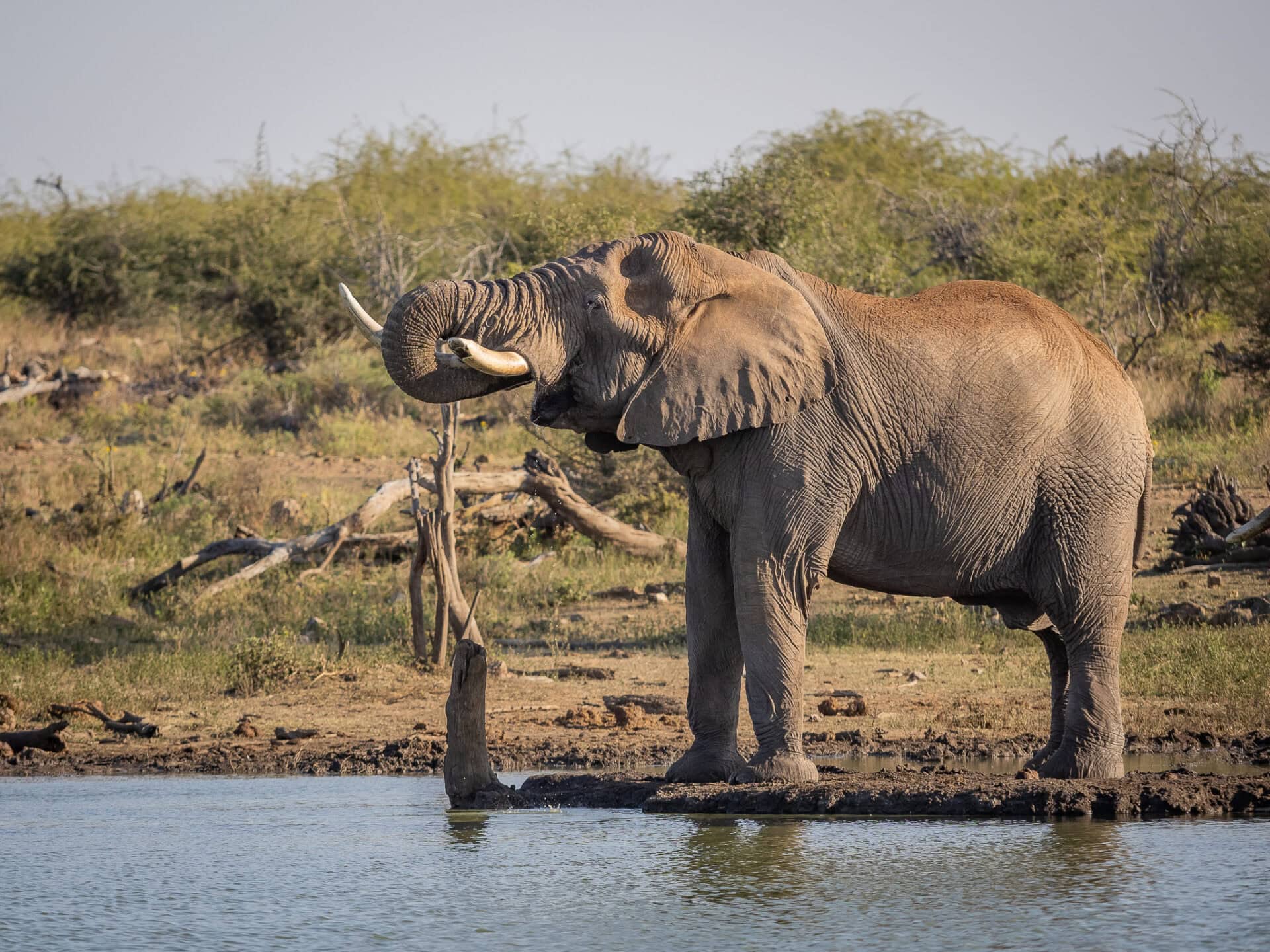 Meet Madikwe’s Winter Stars: Wildlife to Look Out For This June 3 P4200140
