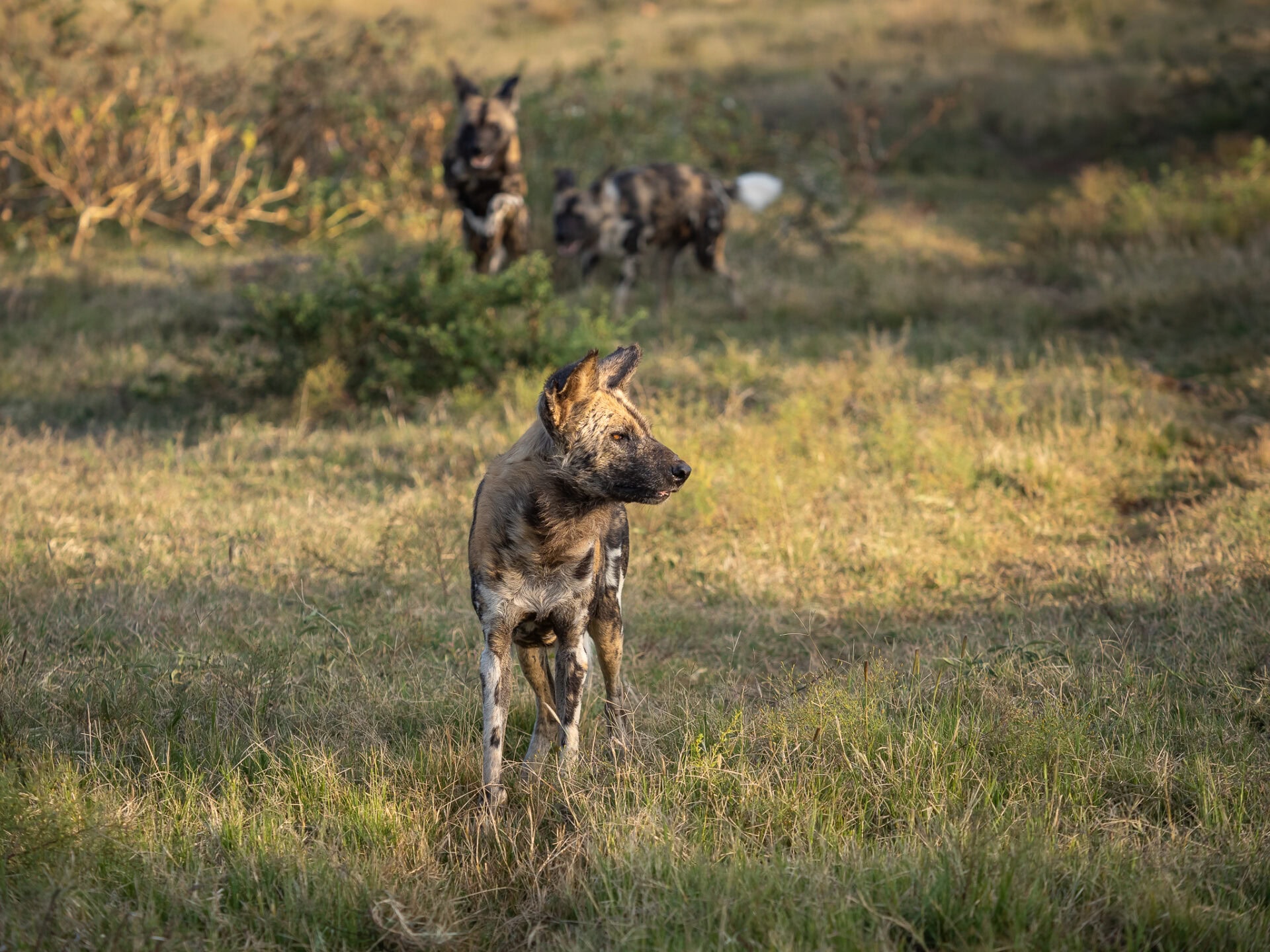Meet Madikwe’s Winter Stars: Wildlife to Look Out For This June 2 P4210420