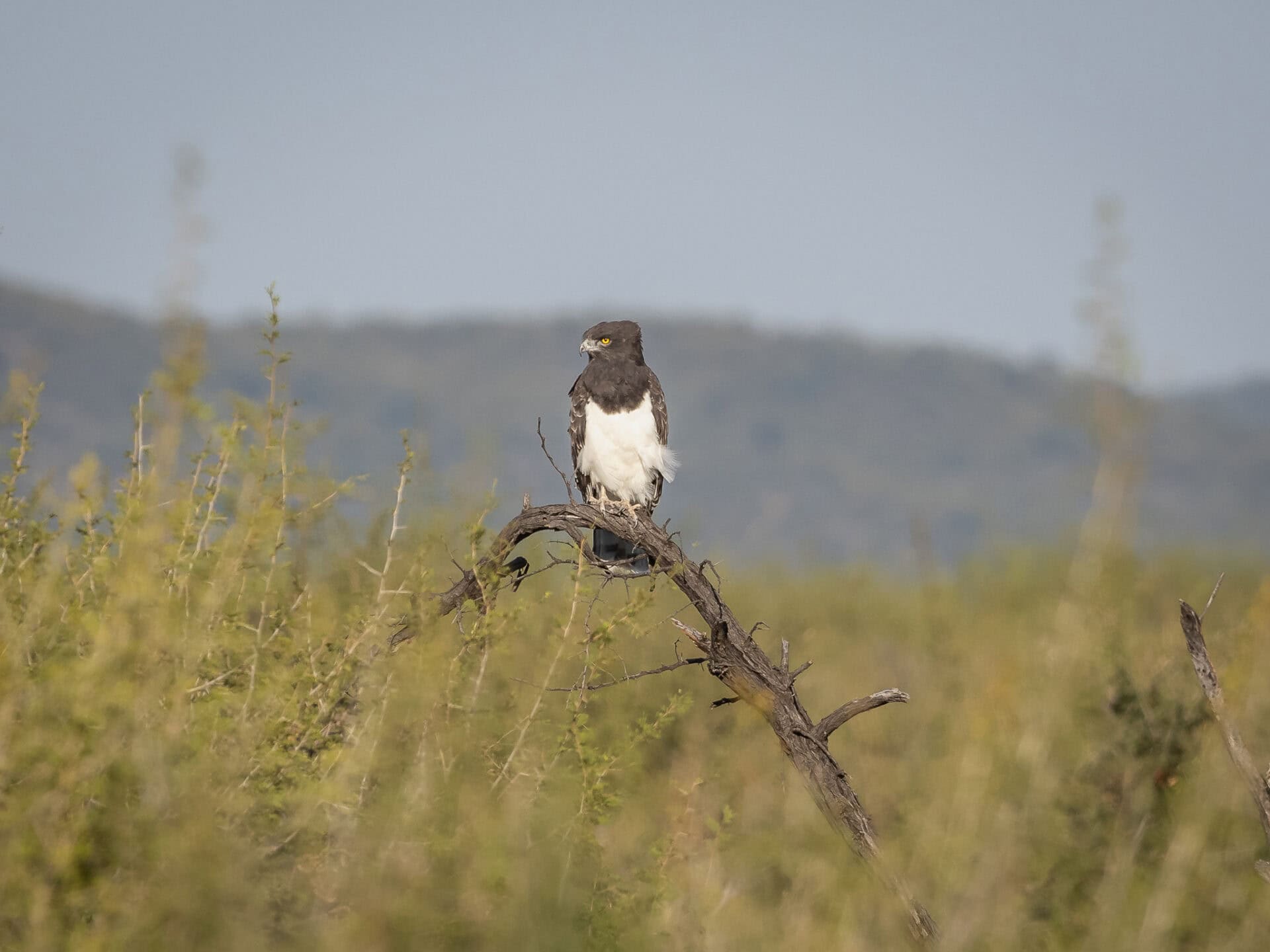 Meet Madikwe’s Winter Stars: Wildlife to Look Out For This June 5 P4220712