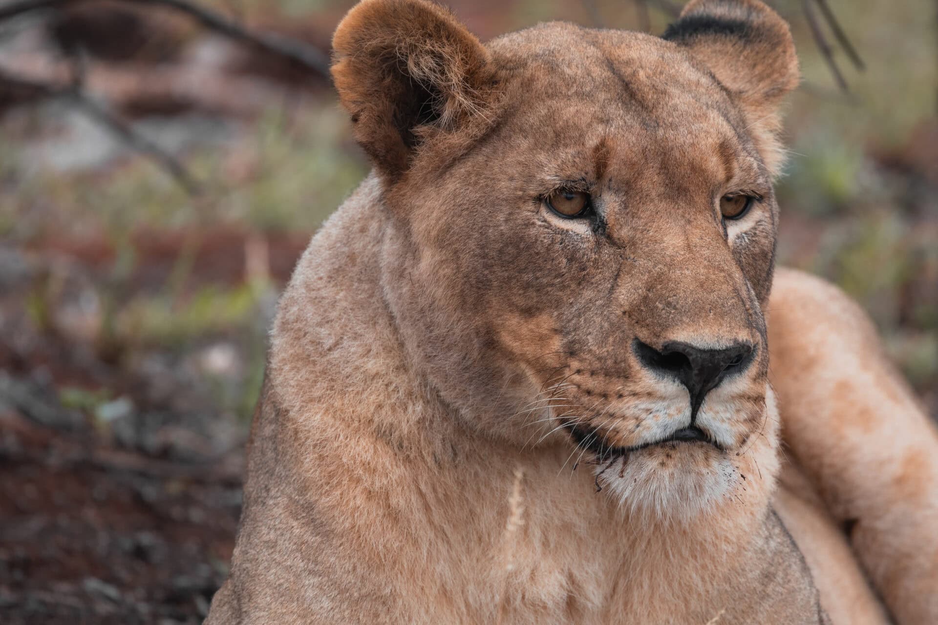 Meet Madikwe’s Winter Stars: Wildlife to Look Out For This June 1 RockfigMadikwe 109