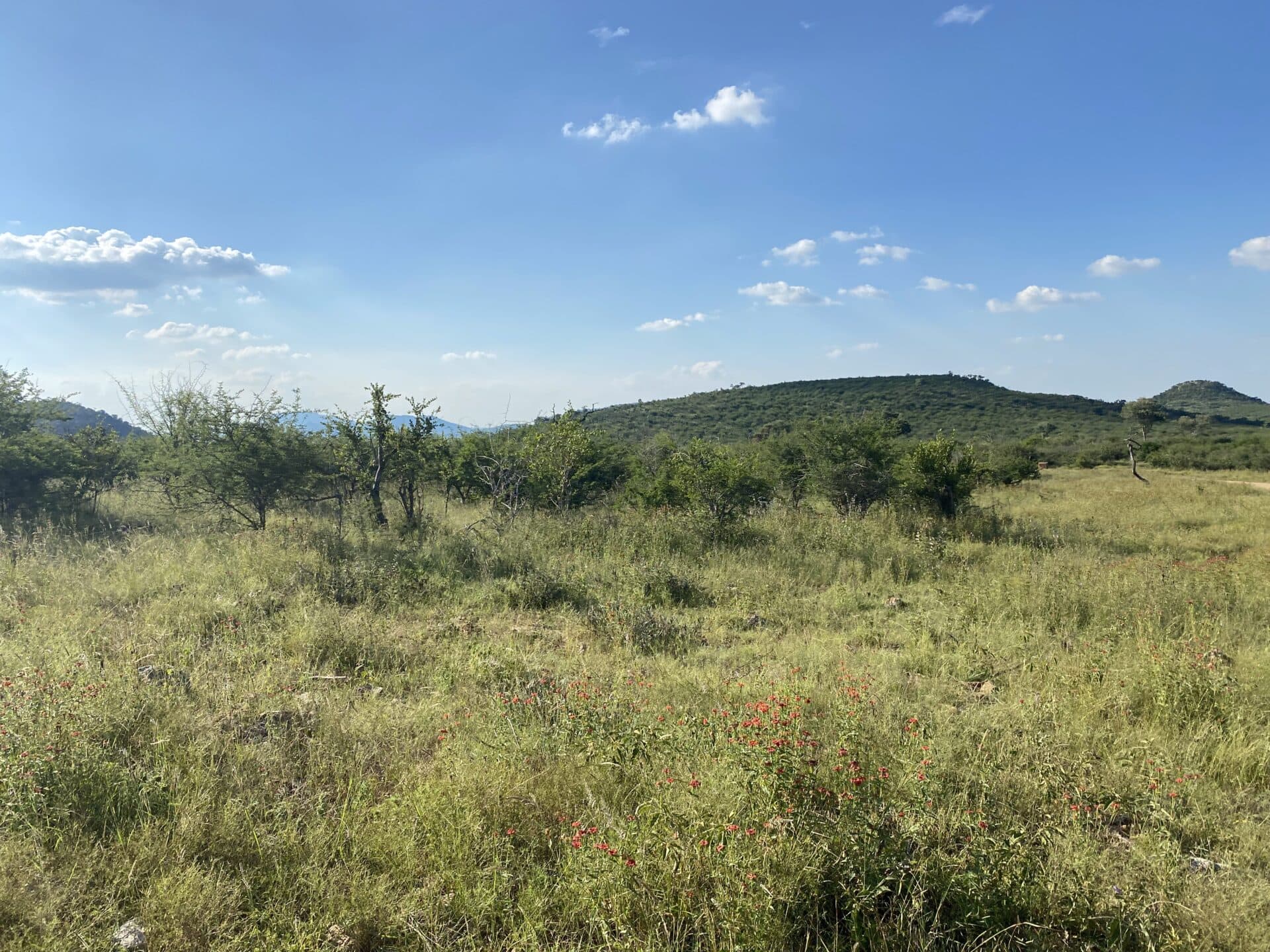 The History of Madikwe Game Reserve: From Ancient Wilderness to a Conservation Success Story The History of Madikwe Game Reserve: From Ancient Wilderness to a Conservation Success Story