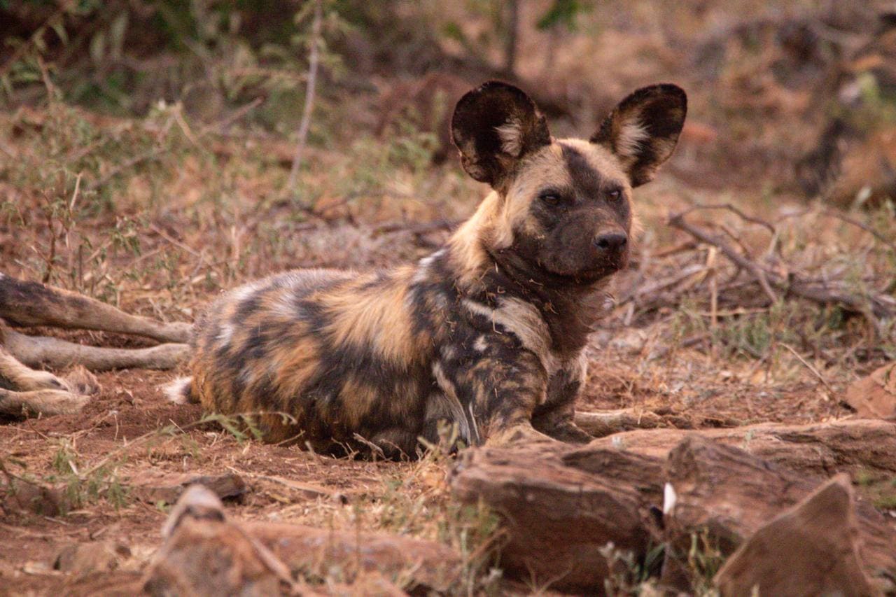 How to Ethically Support Anti-Poaching Efforts on a Luxury Safari