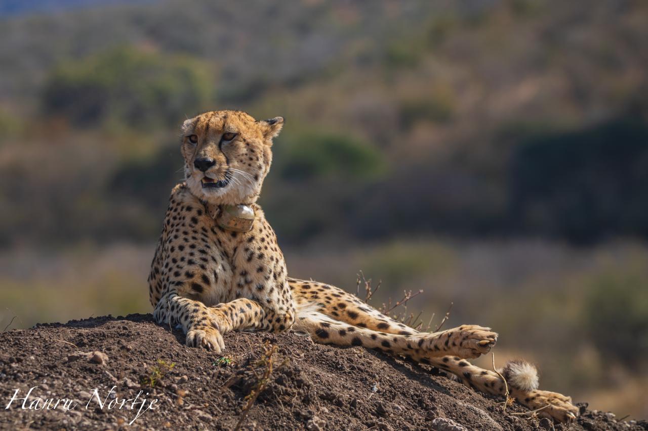 How to Ethically Support Anti-Poaching Efforts on a Luxury Safari How to Ethically Support Anti-Poaching Efforts on a Luxury Safari