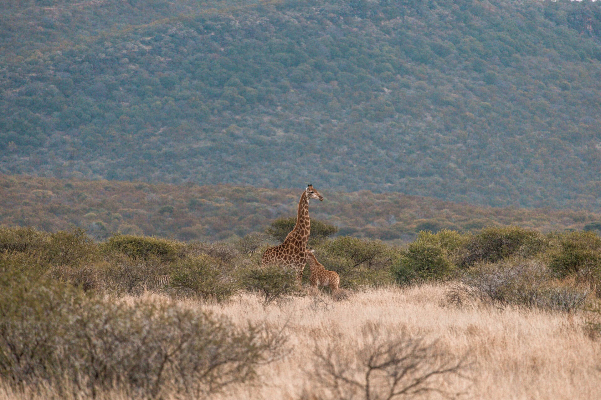 How to Ethically Support Anti-Poaching Efforts on a Luxury Safari How to Ethically Support Anti-Poaching Efforts on a Luxury Safari
