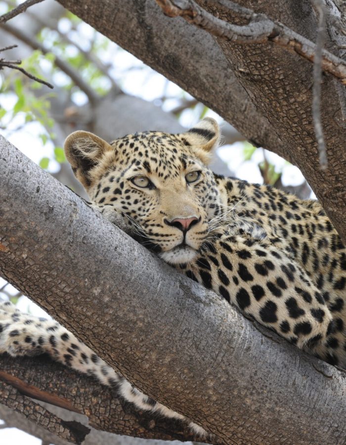 Rockfig Madikwe Wildlife